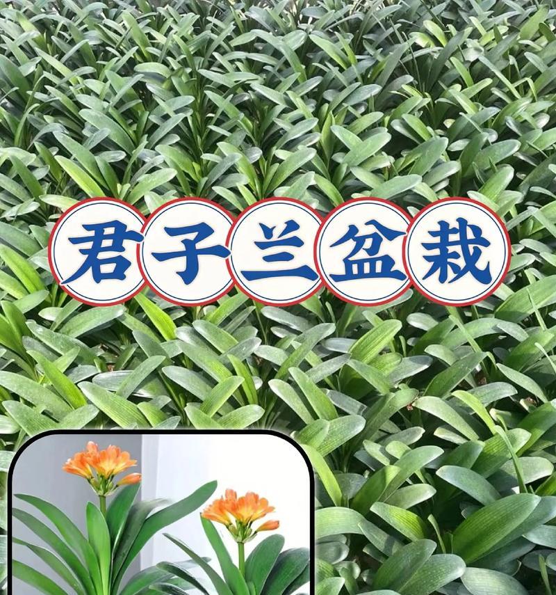 君子兰种球水培的步骤是什么？水培君子兰需要注意哪些问题？