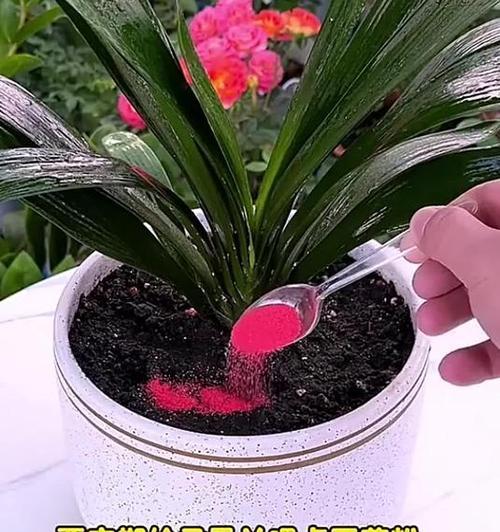 君子兰开花需要多长时间？