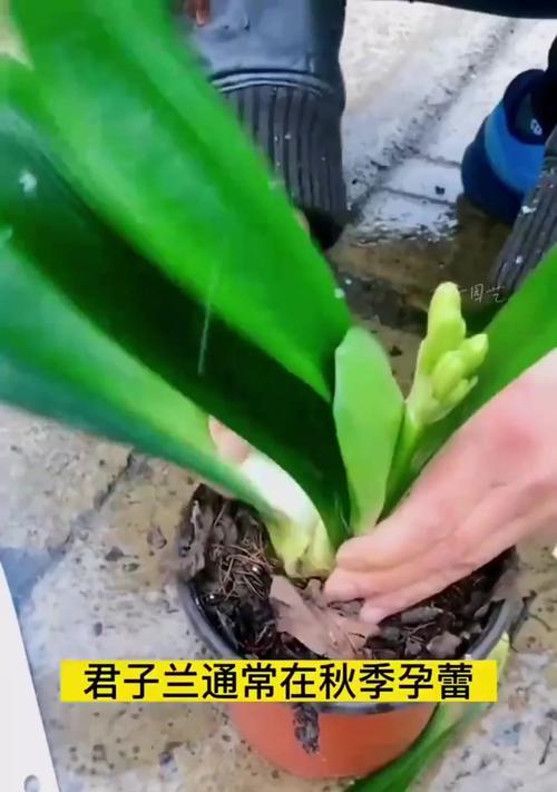 君子兰开花需要多长时间？