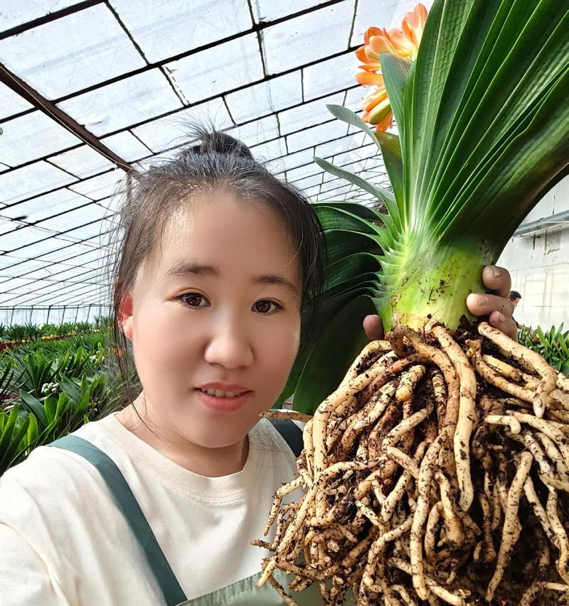 林荫下君子兰的养殖方法是什么？