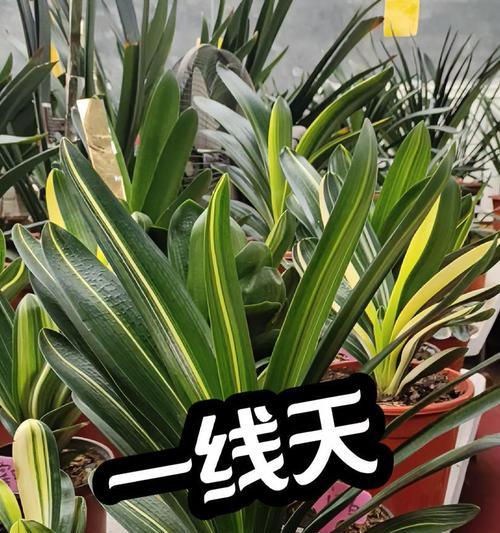 林荫下君子兰的养殖方法是什么？