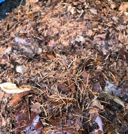 异花君子兰栽培适合哪种土壤？