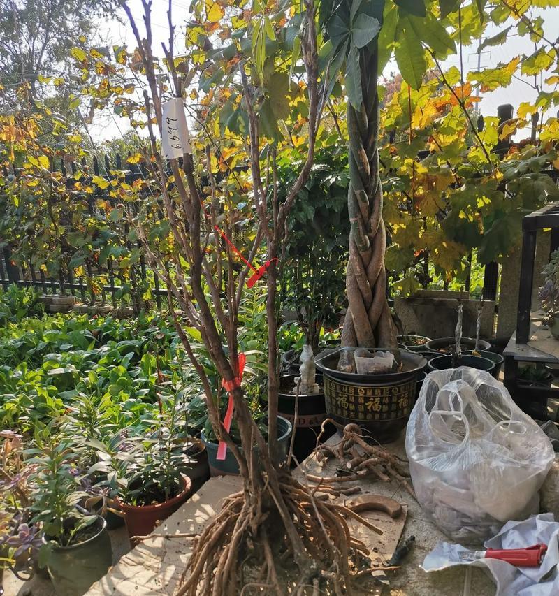 落地老桩牡丹花养护管理要点？