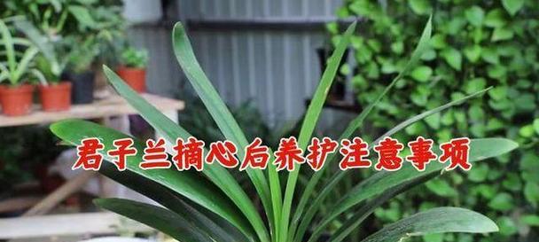 君子兰不发新叶的养护和管理方法是什么？如何促进君子兰发新叶？