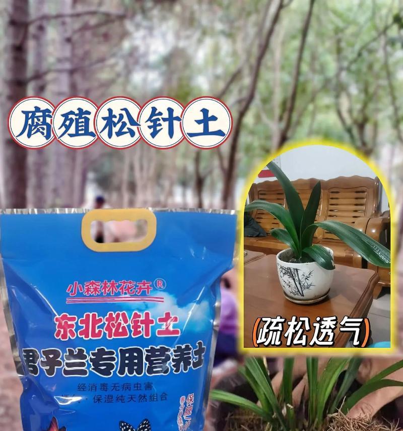 君子兰使用花土的正确方法是什么？