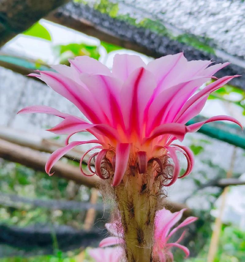 彩草仙人球橙花的养护技巧是什么？