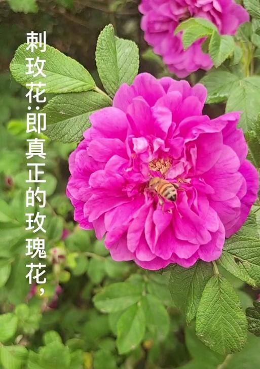 澳洲旁的玫瑰花品种有哪些？如何识别它们？