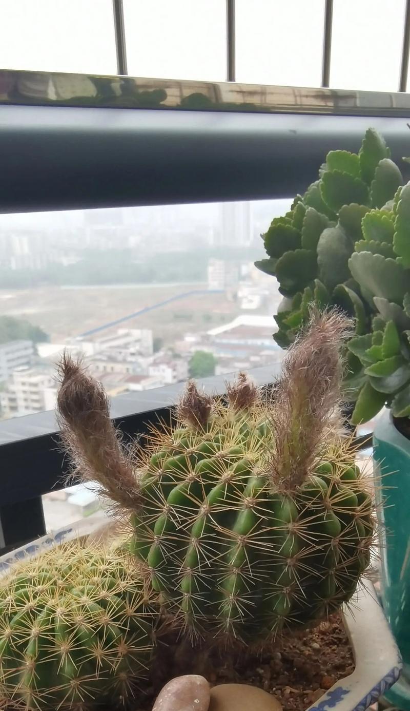仙人球种植在一起的美观布局是什么？