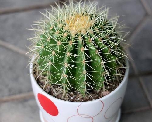 仙人球种植在一起的美观布局是什么？