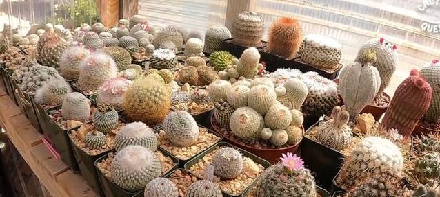 仙人球种植在一起的美观布局是什么？