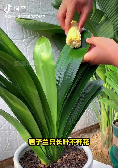 北方室内干燥养君子兰怎么养？保湿技巧有哪些？