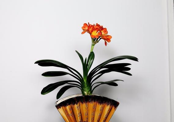 君子兰六瓣花是否正常？如何养护？