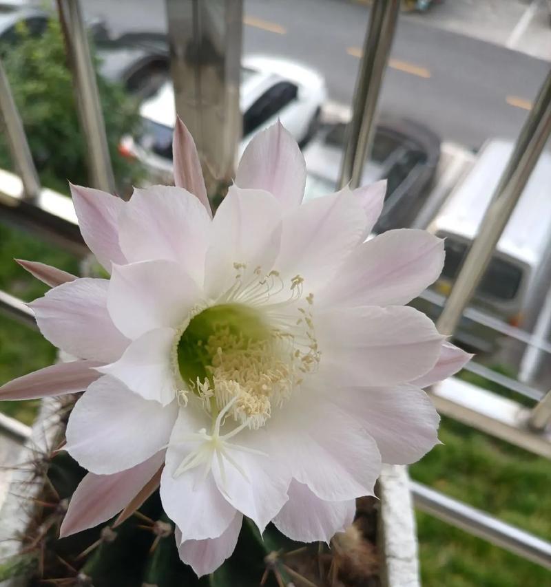 仙人球开花需要哪些条件和处理方法？