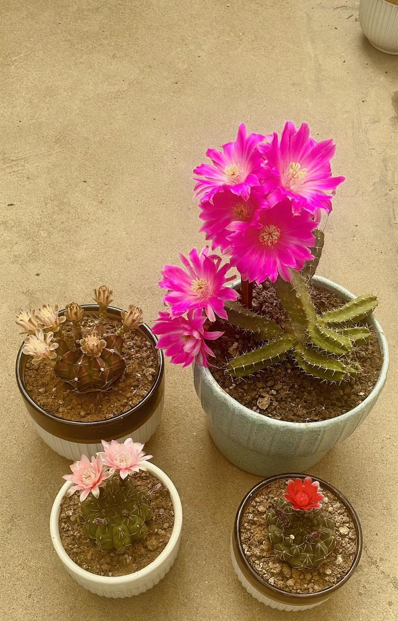 仙人球开花需要哪些条件和处理方法？