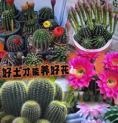 仙人掌适合壤土吗？如何正确养护？