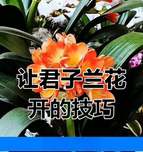 君子兰10年不开花的可能原因是什么？