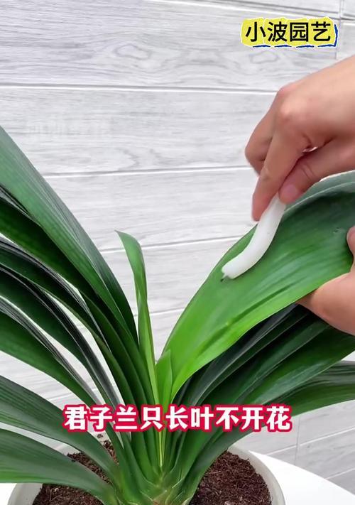 君子兰10年不开花的可能原因是什么？