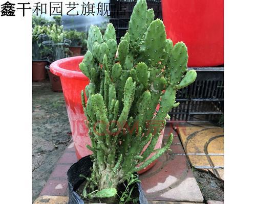 仙人掌佛手种植步骤详解？