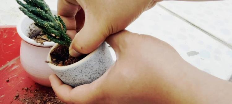 仙人掌佛手种植步骤详解？