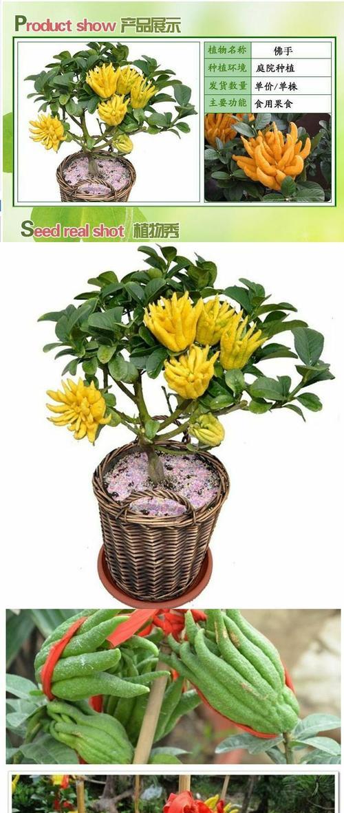 仙人掌佛手种植步骤详解？