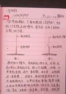 未修剪玫瑰花的处理方法是什么？如何进行修剪？