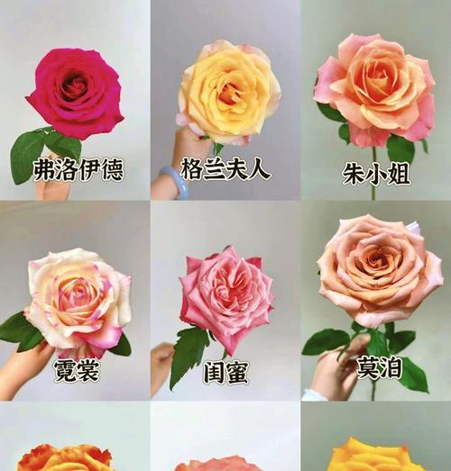 玫瑰花养护方式的具体含义是什么？