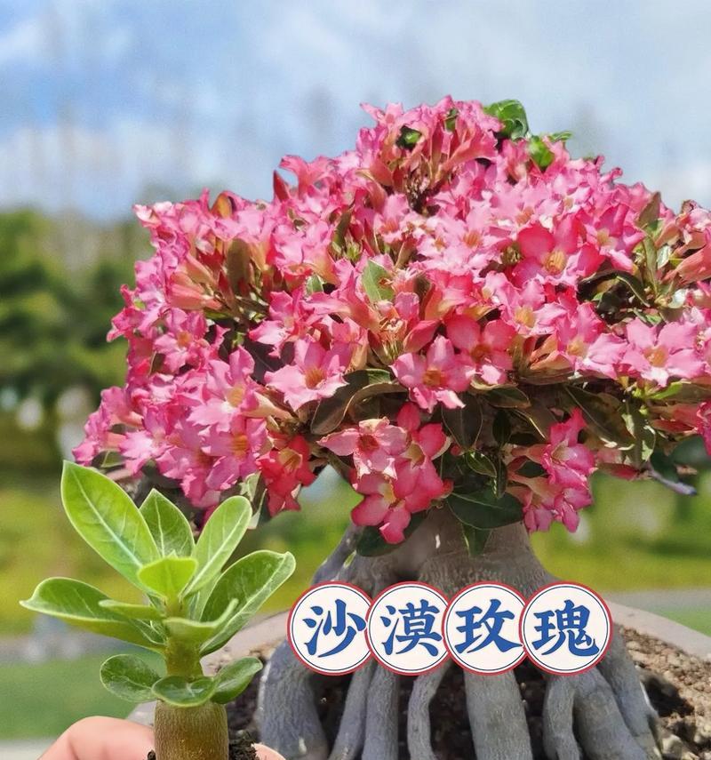 玫瑰花养护方式的具体含义是什么？