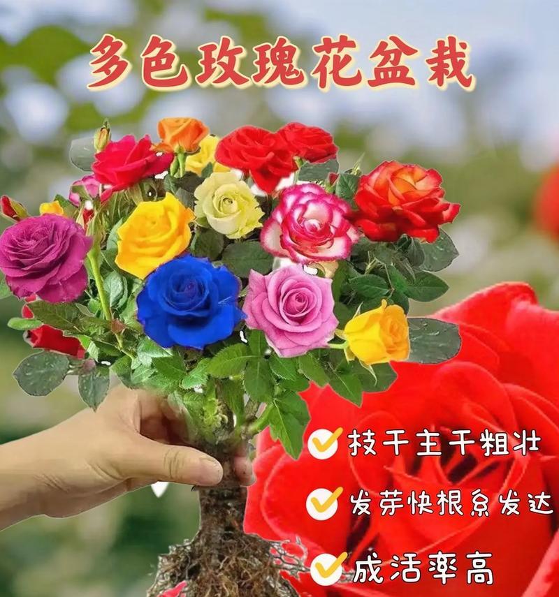 玫瑰花养护方式的具体含义是什么？