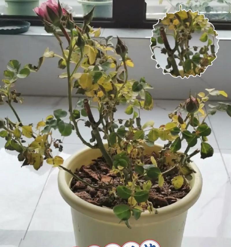 玫瑰花需要多久施肥一次？施肥的正确频率和方法是什么？