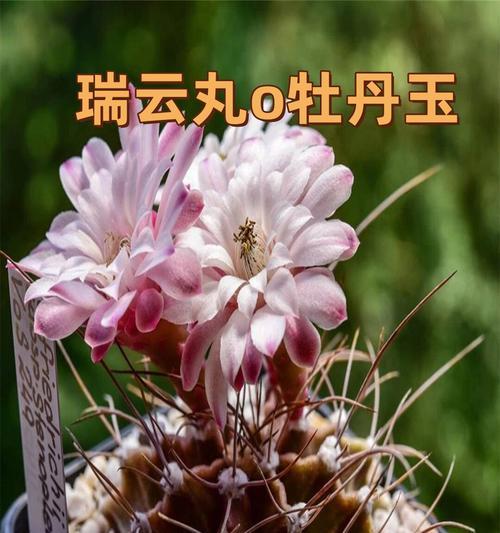 如何种植出球状的仙人掌花？需要哪些特别的养护技巧？