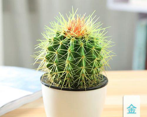 多肉和仙人掌组合盆栽怎么养？组合盆栽的养护技巧是什么？
