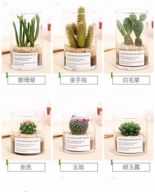 多肉和仙人掌组合盆栽怎么养？组合盆栽的养护技巧是什么？
