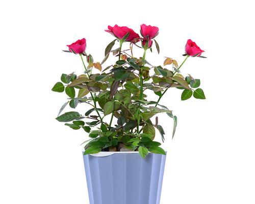 玫瑰花绿植花盆的养护技巧有哪些？需要注意什么问题？