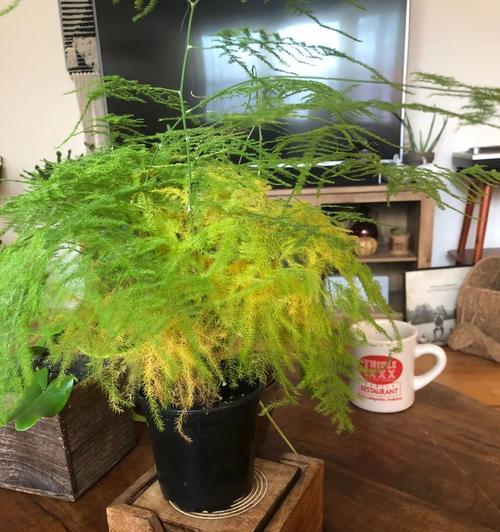 杜鹃鸟顶仙人球的养护难度大吗？如何正确养护？
