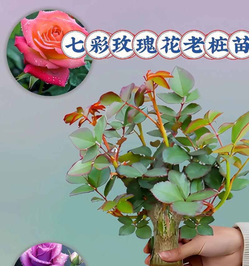 玫瑰花开花周期是多久？怎样加速开花过程？