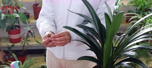 君子兰水多了叶子蔫了怎么办？有哪些处理方法？