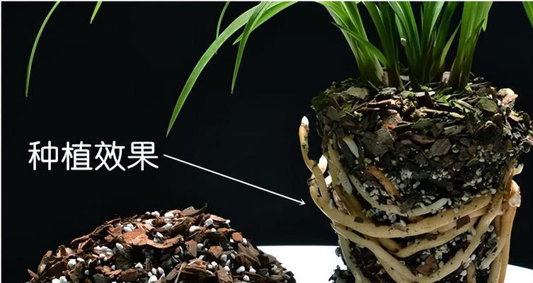 用珍珠岩给君子兰育苗的方法是什么？