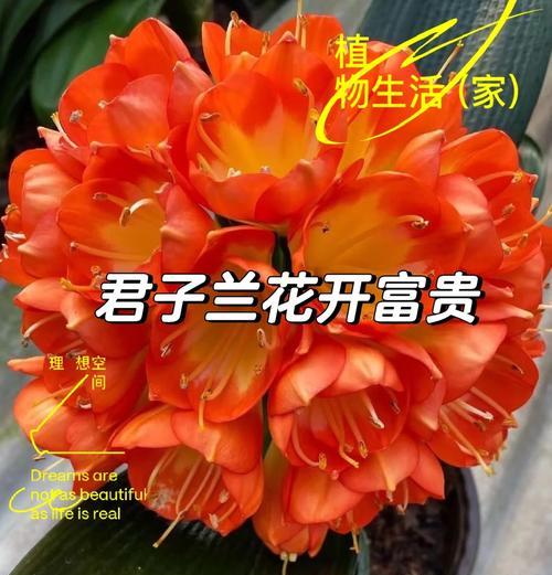 用珍珠岩给君子兰育苗的方法是什么？