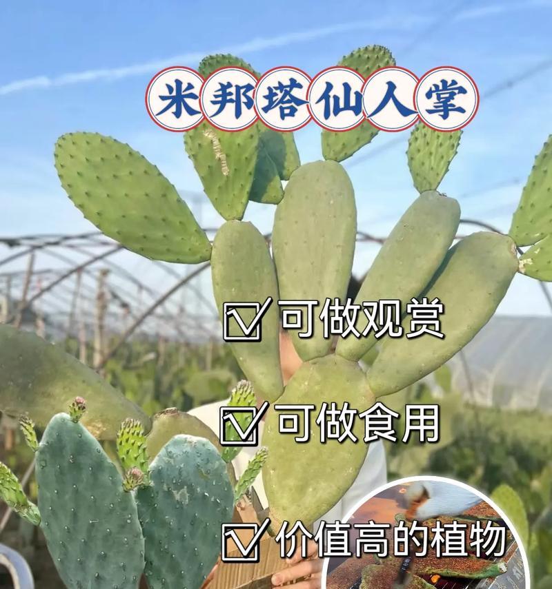 无刺仙人掌种苗的种植方法是什么？