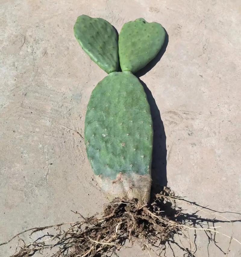 无刺仙人掌种苗的种植方法是什么？