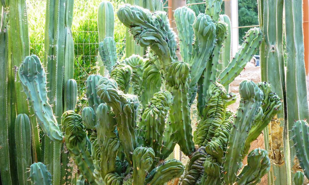无刺仙人掌种苗的种植方法是什么？