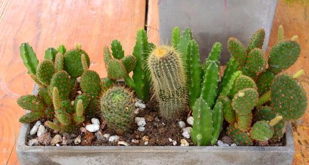 寝室养仙人掌植物需要注意什么？