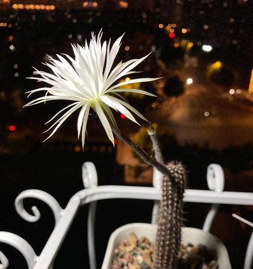 寝室养仙人掌植物需要注意什么？