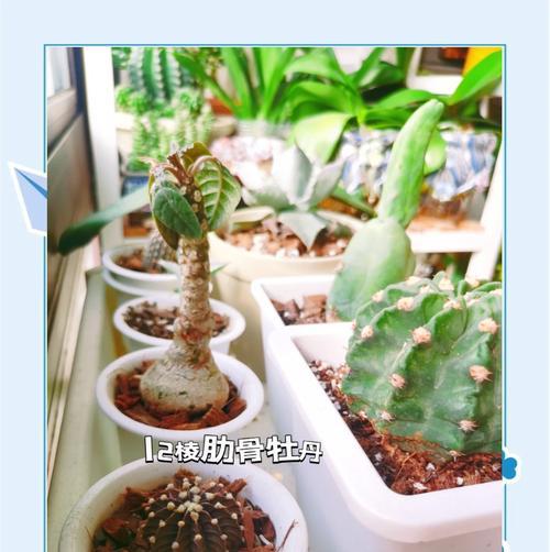 寝室养仙人掌植物需要注意什么？