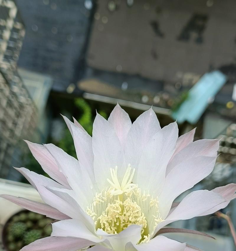 海神牡丹仙人球开花后如何处理？