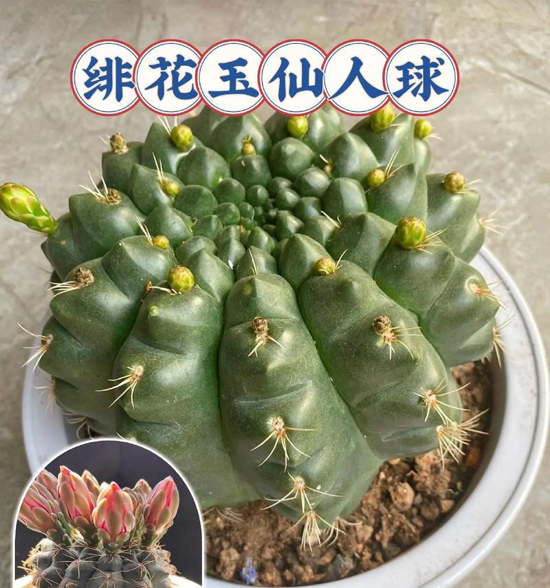 海神牡丹仙人球开花后如何处理？