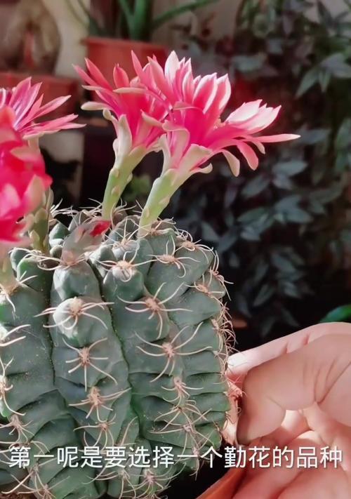 海神牡丹仙人球开花后如何处理？