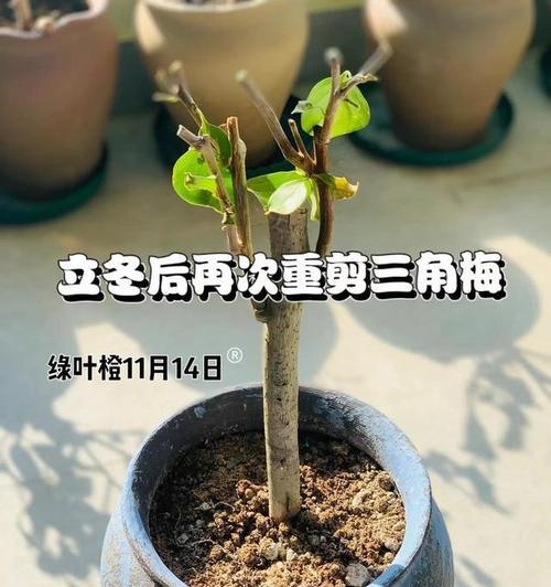 玫瑰花妈妈剪枝的最佳方法是什么？如何避免剪枝不当？