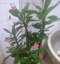 玫瑰花妈妈剪枝的最佳方法是什么？如何避免剪枝不当？