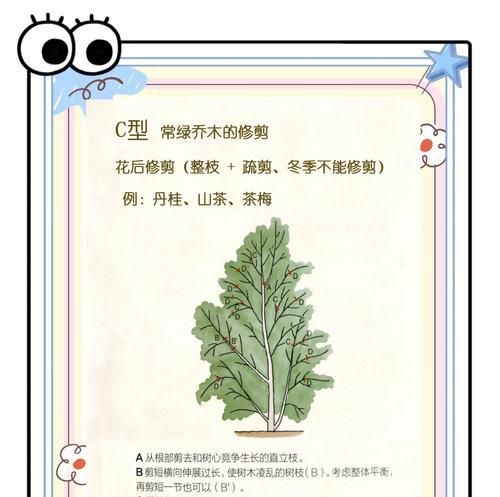 玫瑰花妈妈剪枝的最佳方法是什么？如何避免剪枝不当？